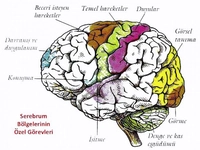 İnsanda Sinir Sistemi Merkezi Sinir Sistemi