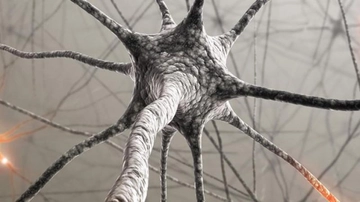 Beyin Hucreleri Yenilenir mi?