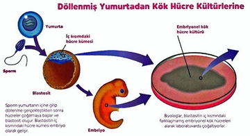 Embriyonik Kök Hücre Nedir ve Nerelerde Kullanılır?