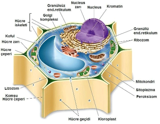 Bitki Hücresi Modeli