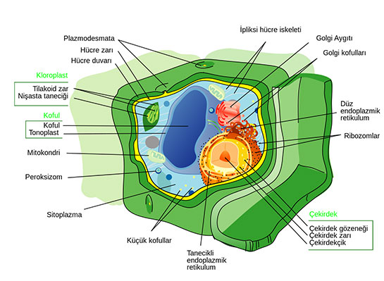 Bitki Hücresi Organelleri