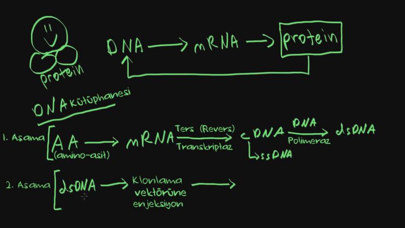 C Dna Nedir