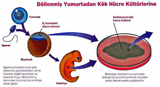 Embriyonik Kök Hücre