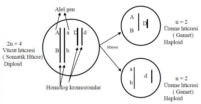 Haploit Hcre Nedir