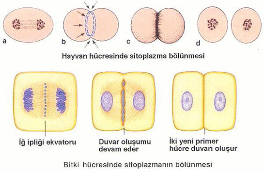 Hayvan Hücresinde Mitoz Bölünme Hayvan Hücresinde Mitoz Bölünme