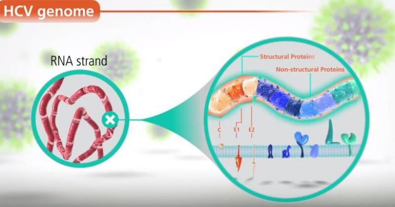 Hbv Dna Nedir