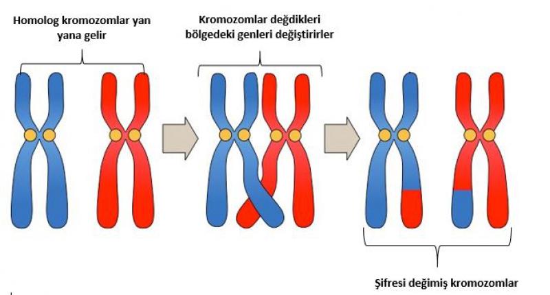 Homolog Kromozom