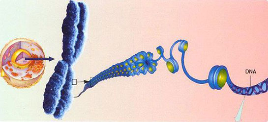Hücre Biyolojisi