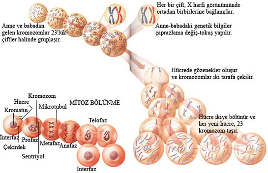 Hcre Metabolizmas