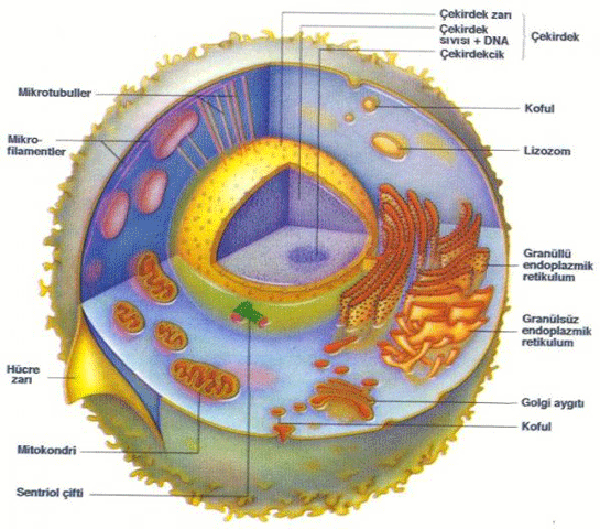 Hcre Nedir