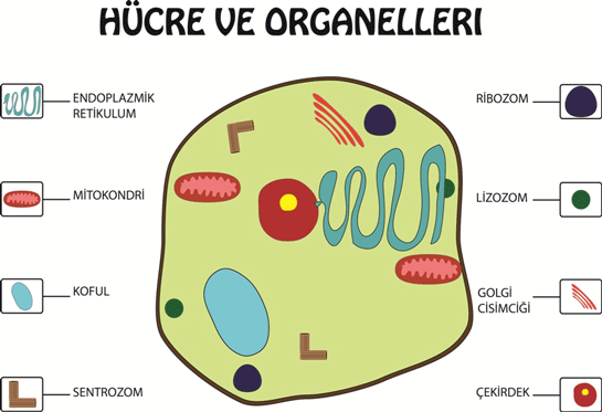 Hcre Organelleri