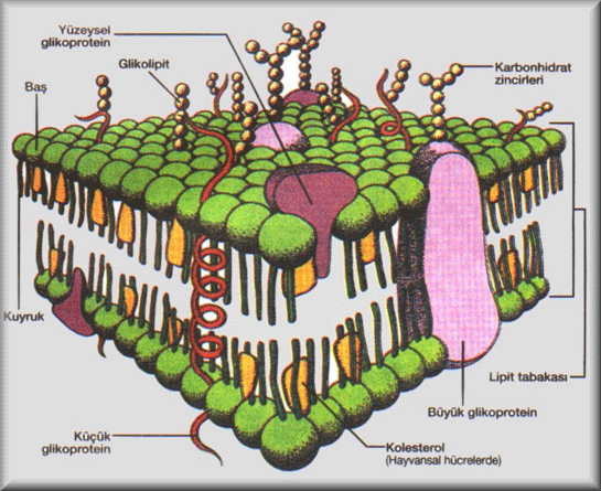 Hücre Zarı Modeli