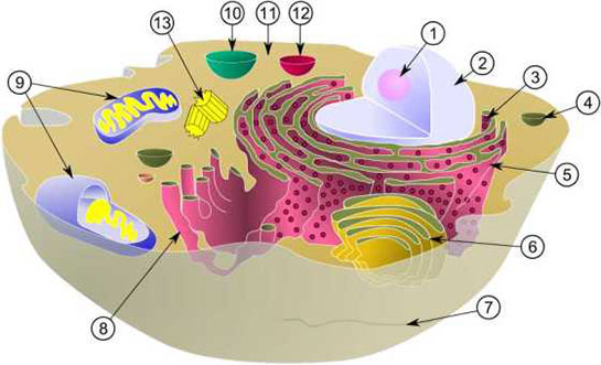 Hücrenin Yapısı
