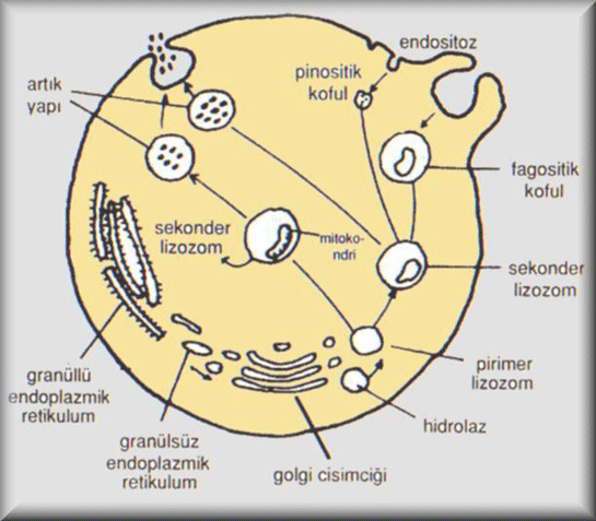 Hücre Teorisi Nedir ve Nasıl Yapılır?
