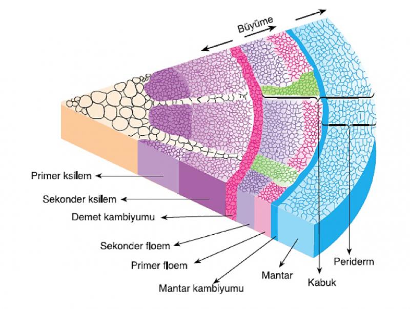 Meristem Doku