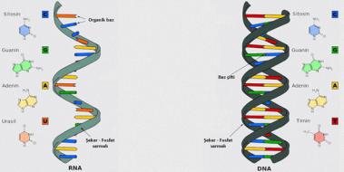 Dna Grevleri