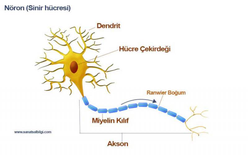 Nöron