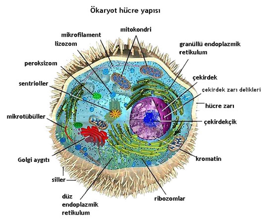 karyot Hcre