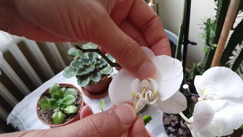 Orkide Nasıl Çoğaltılır