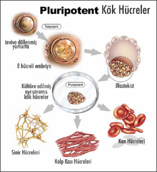 Pluripotent Kk Hcre