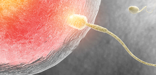 Sperm Hücresi